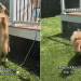 Golden Retriever Becomes Cutest ‘Kangaroo’ While Playing With Little Boy