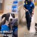 Dog Is Returned To Shelter Over ‘Breed Restrictions’ in Previous Home