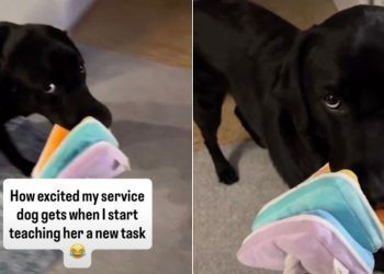 Service Dog Gets Too Excited Over Owner Teaching Her a New Task
