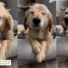Rescue Dog’s Smile on First Day Home Proves Adoption Is Powerful