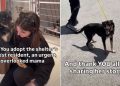 ‘Overlooked’ Mom Dog Gets Adopted After Longest Shelter Stay