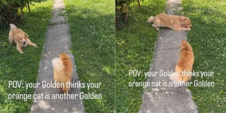 Dog Fully Believes Cat Is Just Another Golden Retriever Sibling