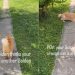 Dog Fully Believes Cat Is Just Another Golden Retriever Sibling