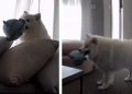 Dog’s Home-Alone Routine Looks More Like an Entertainment TV Show