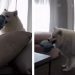 Dog’s Home-Alone Routine Looks More Like an Entertainment TV Show