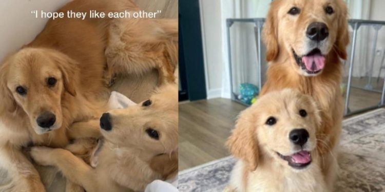 Mom Hoped Golden Retrievers Would Like Each Other, What Happened Was Even Better